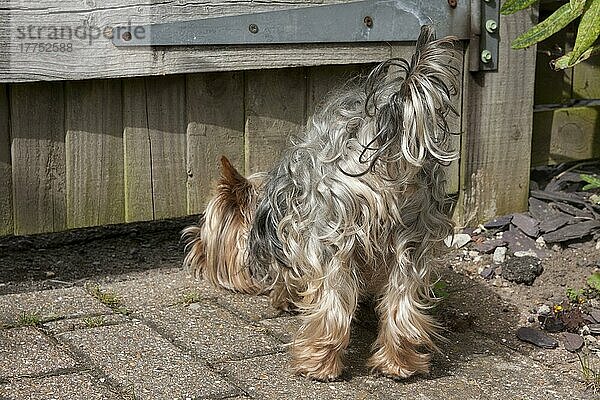 Haushund  Yorkshire Terrier  erwachsener Rüde  schnüffelt unter Gartentor  England  Januar