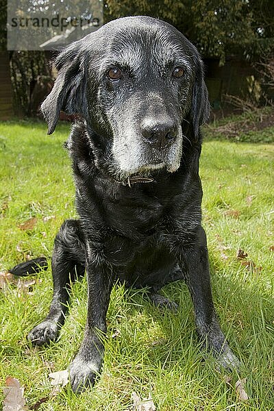 Haushund  Black Labrador Retriever  ältere erwachsene Hündin  fünfzehn Jahre alt  auf Gras sitzend  England  April
