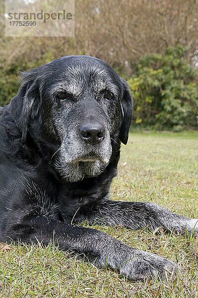 Haushund  Black Labrador Retriever  ältere erwachsene Hündin  fünfzehn Jahre alt  Nahaufnahme des Kopfes  auf Gras liegend  England  April