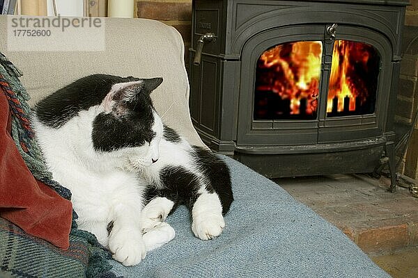 Hauskatze  erwachsenes Männchen  auf Stuhl neben Holzofen ruhend  England  April