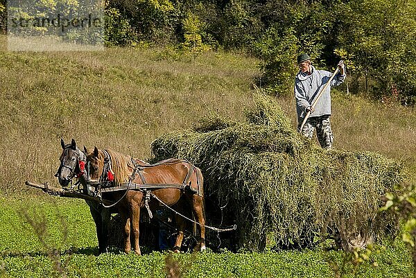 Bauer bei der Heuernte  Beladen von Pferd und Wagen  in der Nähe des sächsischen Dorfes Mureni  Transsylvanien  Rumänien  Oktober  Europa