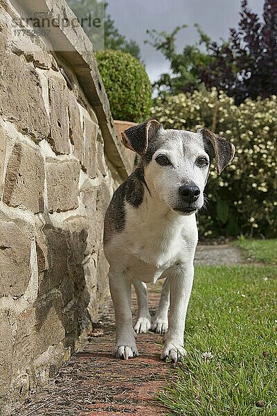 Haushund  Jack Russell Terrier  älterer Erwachsener  steht neben der Mauer im Garten  England  August
