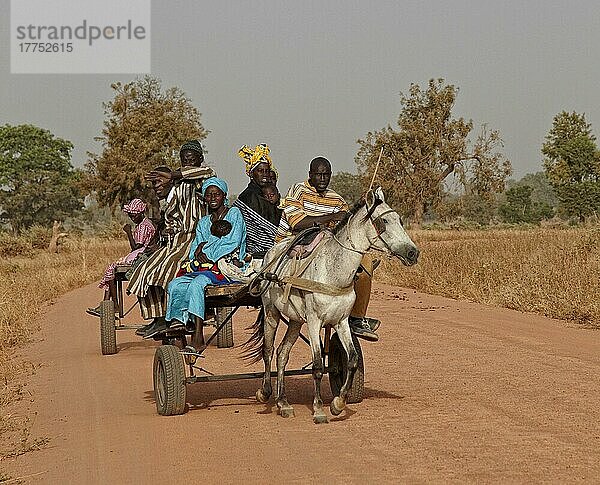 Senegalesische Familie reitet mit Pferdewagen zum nahe gelegenen Markt in der Nähe von Toubacouta  Senegal  Januar  Afrika