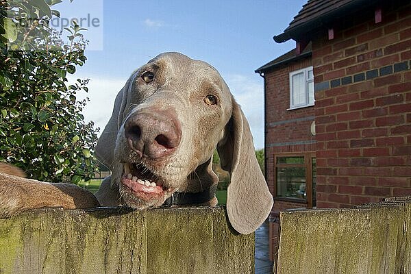 Haushund  Weimaraner  kurzhaarige Varietät  erwachsen  Nahaufnahme des Kopfes  Blick über den Gartenzaun  England  Januar