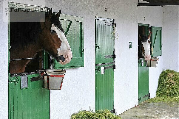 Pferd  Shire Horse  zwei Erwachsene  Blick über Stalltüren  Yorkshire  England  Juli