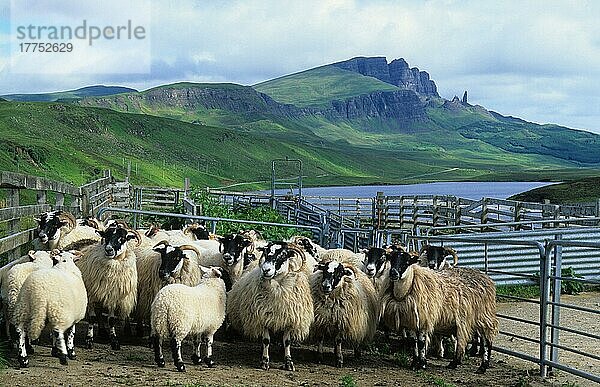 Schottland  Schafe in Pferchen  Old Man of Storr im Hintergrund  Isle of Skye  Innere Hebriden