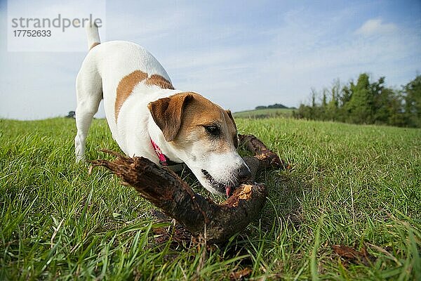 Haushund  Jack Russell Terrier  erwachsen  leckt Zweige auf Gras  England  September