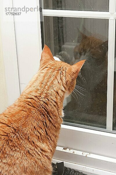 Hauskatze  rothaarig gestromt  erwachsener Kater  Pfötchen an der Tür  England  Dezember