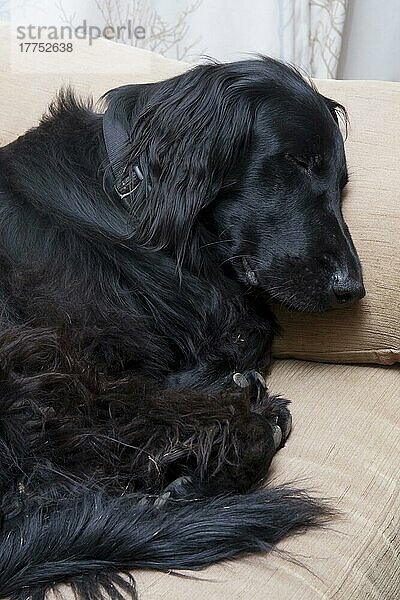 Haushund  Falt-coated Retriever  erwachsen  auf Sofa schlafend  England  Dezember