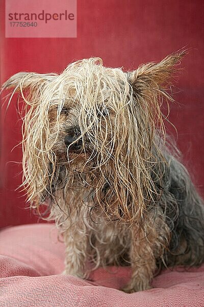 Haushund  Yorkshire Terrier  erwachsener Rüde  mit verfilzten naßen Haaren  England  Oktober