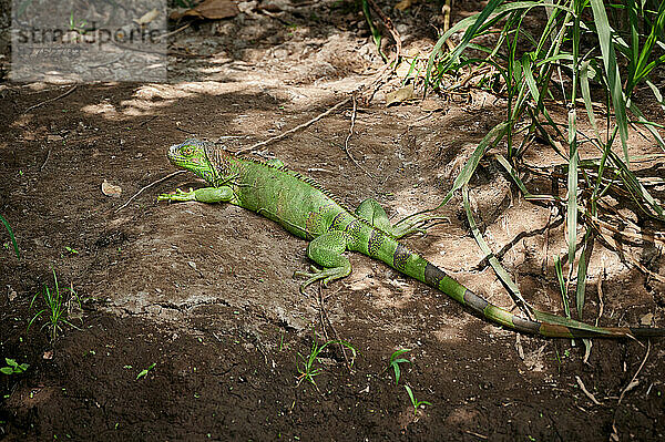 Grüner Leguan (Iguana iguana)  Rio Bebedero  Costa Rica  Zentralamerika |green iguana (Iguana iguana)  Rio Bebedero  Costa Rica  Central America|