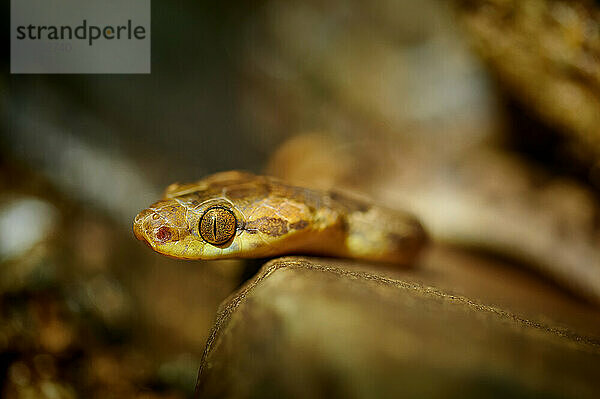 nördliche Katzenaugenschlange (Leptodeira septentrionalis)  Uvita  Costa Rica  Zentralamerika |Northern Cat-eyed Snake (Leptodeira septentrionalis)  Uvita  Costa Rica  Central America|