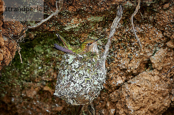 weibliches Orangekehlelfe (Selasphorus scintilla) auf Nest  San Gerardo de Dota  Costa Rica  Zentralamerika |female scintillant hummingbird (Selasphorus scintilla) in nest  San Gerardo de Dota  Costa Rica  Central America|