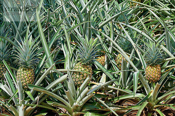 Feld mit Ananas nahe Pital  Costa Rica  Zentralamerika |pineapple cultivation near Pital  Costa Rica  Central America|