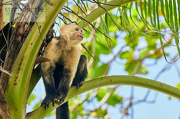 Panama-Kapuzineraffe (Cebus imitator)  Nationalpark Corcovado  Osa Peninsula  Costa Rica  Zentralamerika |Panamanian white-faced capuchin (Cebus imitator)  Corcovado National Park  Osa Peninsula  Costa Rica  Central America|