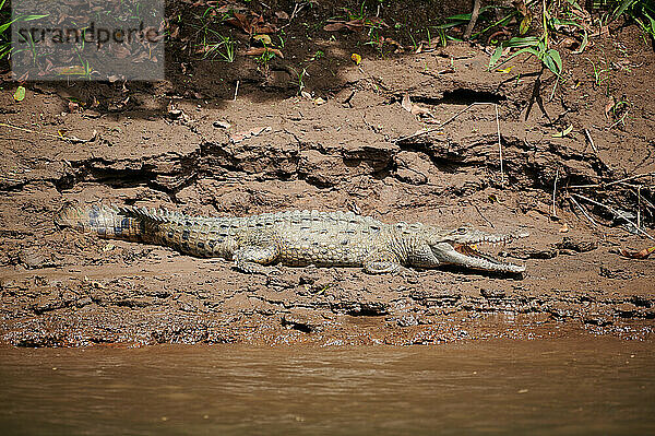 Spitzkrokodil (Crocodylus acutus)  Rio Bebedero  Costa Rica  Zentralamerika |American Crocodile (Crocodylus acutus)  Rio Bebedero  Costa Rica  Central America|