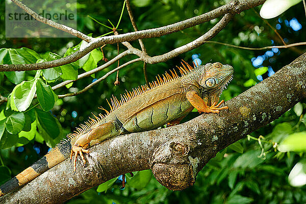 maennlicher Gruener Leguan (Iguana iguana)  Rio Bebedero  Costa Rica  Zentralamerika |male green iguana (Iguana iguana)  Rio Bebedero  Costa Rica  Central America|