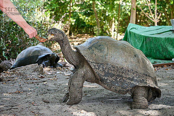 Aldabra-Riesenschildkroeten (Aldabrachelys gigantea) auf der Insel Curieuse  Prasiln Island  Seychellen |Aldabra giant tortoise (Aldabrachelys gigantea) on Curieuse island  Prasiln Island  Seychelles|