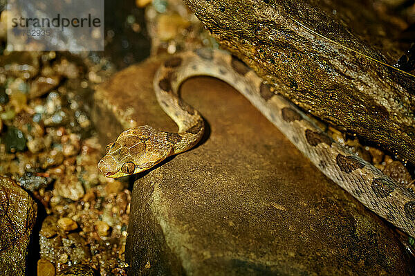 nördliche Katzenaugenschlange (Leptodeira septentrionalis)  Uvita  Costa Rica  Zentralamerika |Northern Cat-eyed Snake (Leptodeira septentrionalis)  Uvita  Costa Rica  Central America|
