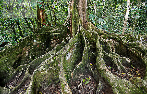 Nationalpark Corcovado  Osa Peninsula  Costa Rica  Zentralamerika |Corcovado National Park  Osa Peninsula  Costa Rica  Central America|