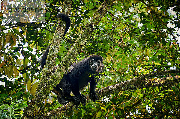 Mantelbrüllaffe (Alouatta palliata)  Nationalpark Braulio Carrillo  Costa Rica  Zentralamerika |mantled howler (Alouatta palliata)  Parque Nacional Braulio Carrillo  Costa Rica  Central America|