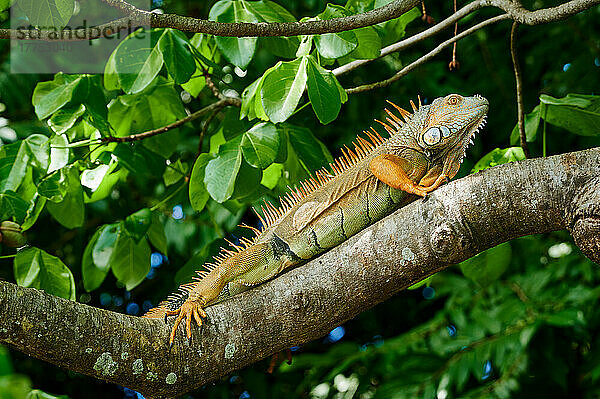 maennlicher Gruener Leguan (Iguana iguana)  Rio Bebedero  Costa Rica  Zentralamerika |male green iguana (Iguana iguana)  Rio Bebedero  Costa Rica  Central America|