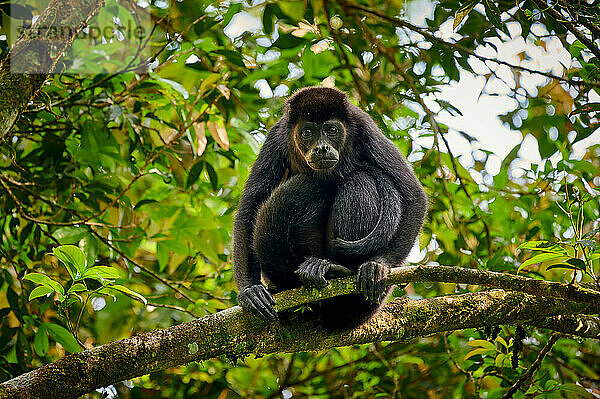 Mantelbrüllaffe (Alouatta palliata)  Nationalpark Braulio Carrillo  Costa Rica  Zentralamerika |mantled howler (Alouatta palliata)  Parque Nacional Braulio Carrillo  Costa Rica  Central America|