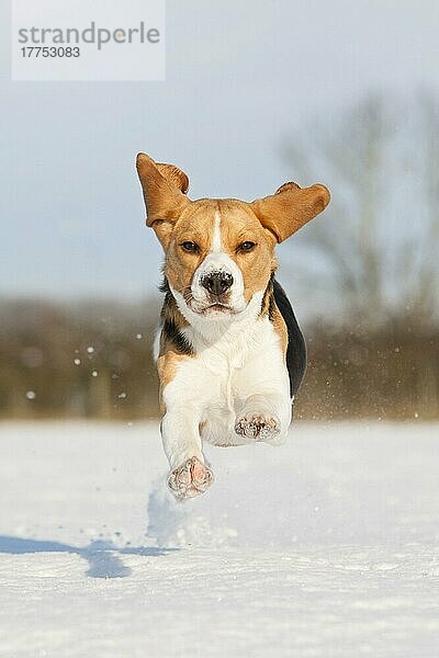 Haushund  Beagle  erwachsen  läuft auf schneebedecktem Feld  Norfolk  England  Januar