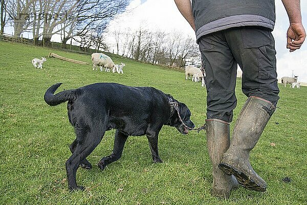 Haushund  Schwarzer Labrador Retriever  erwachsen  wird mit Schafen im Feld spazieren geführt  Chipping  Preston  Lancashire. England  April
