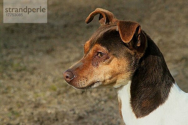 Haushund  Brasilianischer Terrier  erwachsene Hündin  Nahaufnahme des Kopfes