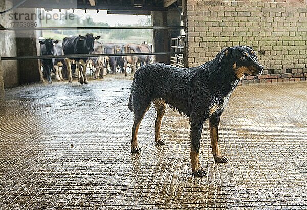 Haushund  Huntaway  erwachsen  stehend im Melkstand-Sammelhof auf dem Bauernhof  Shropshire  England  April