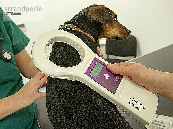 Haushund  Mischling  erwachsen  wird vom Tierarzt in der Tierarztpraxis auf Mikrochips gescannt  England  Februar