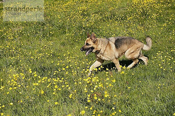 Haushund  Deutscher Schäferhund  erwachsen  Spaziergang im Feld mit blühenden Butterblumen  England  Juni