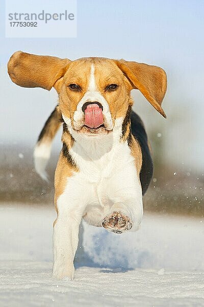 Haushund  Beagle  erwachsen  läuft auf schneebedecktem Feld  Norfolk  England  Januar