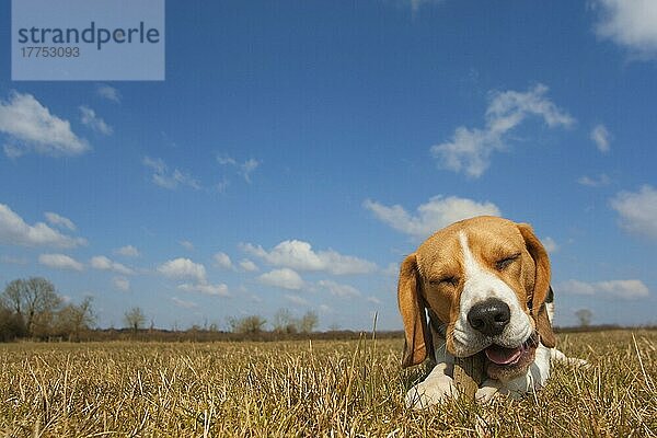 Haushund  Beagle  erwachsen  Kaustock im Feld  Norfolk  England  April