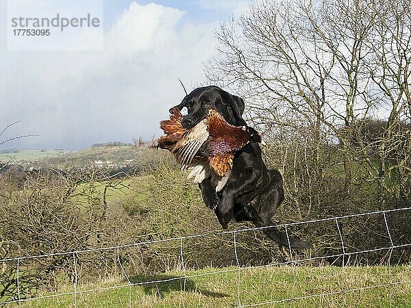 Haushund  Schwarzer Labrador Retriever  erwachsen  hält geschossenen Fasan (Phasianus colchicus) im Maul  springt über den Drahtzaun und apportiert Wild am Schuss  England  Februar