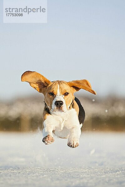 Haushund  Beagle  erwachsen  läuft auf schneebedecktem Feld  Norfolk  England  Januar