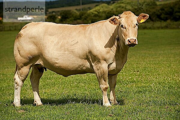 Hausrind  Blonde d'Aquitaine  Kuh  auf der Weide stehend  England  Juli