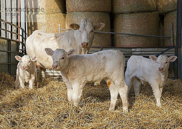 Hausrind  Charolais-Kuh und Kälber  stehend im Strohhof  Malton  North Yorkshire  England  November