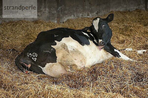 Hausrind  Holstein-Rind  auf Stroheinstreu liegend und kurz vor dem Kalben  Staffordshire  England  Winter