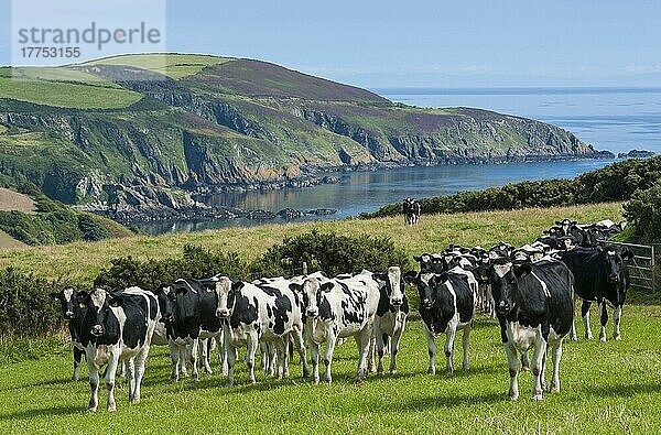 Hausrinder  Milchkühe vom Holstein-Friesian-Typ  Herde auf Küstenweide  Port Soderick  Isle of Man  August  Europa