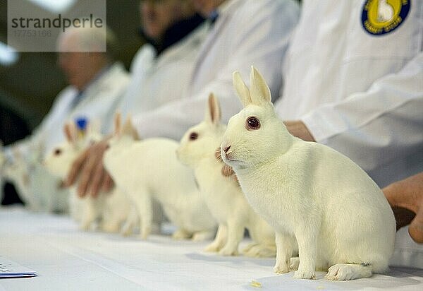 Hauskaninchen  Niederländischer Zwerg  Albino Erwachsene  auf Ausstellung gerichtet  England  Januar