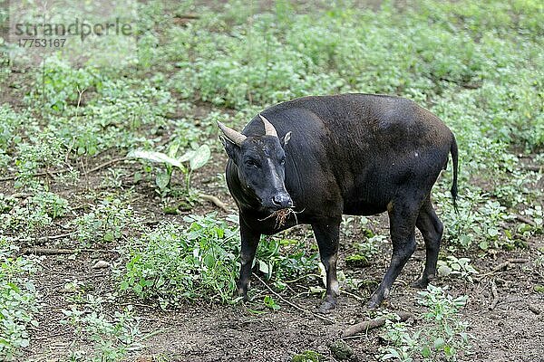 Tiefland-Anoa (Bubalus depressicornis) erwachsenes Männchen  fressend (in Gefangenschaft)  Marsch  Indonesien  Asien