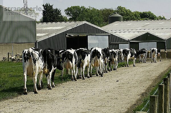 Hausrind  Holstein Friesian  Herde kommt zum Melken auf den Hof  Cumbria  England  Großbritannien  Europa