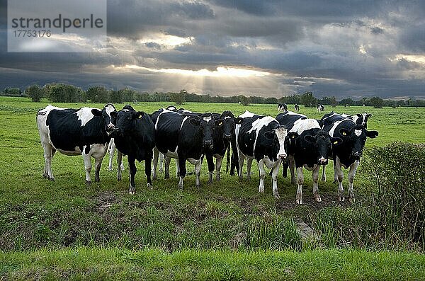 Hausrind  Holstein-Färsen  Herde auf der Weide stehend  mit Wolken und Sonnenstrahlen  Mark  Somerset  England  Oktober