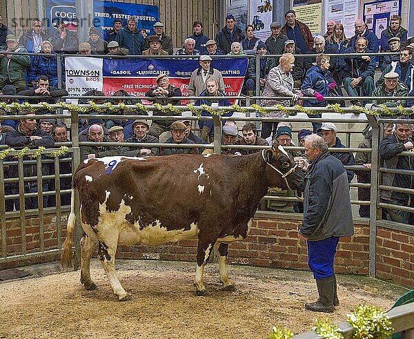 Viehmarkt  Verkauf der Ayrshire-Milchkuh im Auktionsring  Gisburn  Lancashire  England  Dezember