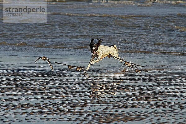 Springer Spaniel auf der Jagd nach Turnstones (Watvögeln) am Strand von Walberswick  Suffolk