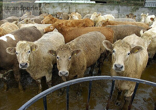 Hausrinder  Charolais-gezeugte Rinder  stehend im schlammigen Hof  Ashburton  Devon  England  Winter