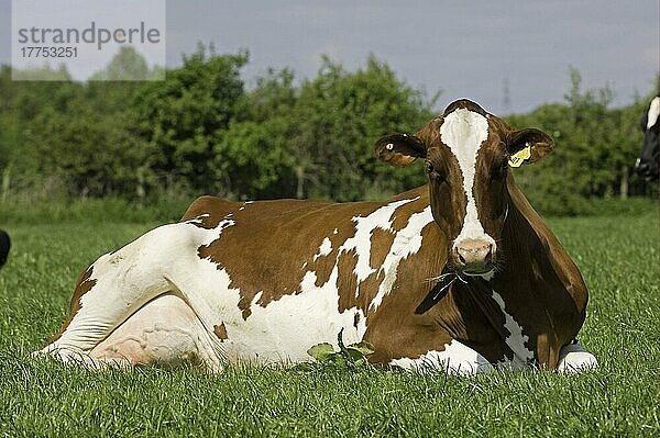 Hausrind  Rotes Holstein-Rind  auf der Weide liegend  Cumbria  England  Großbritannien  Europa