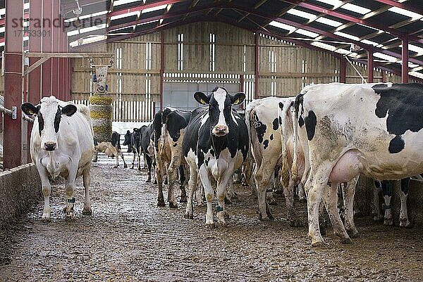 Hausrind  Holstein-Milchkühe  Herde im Liegeboxenstall mit Kuhbürste  Schimmel  Flintshire  Nordwales  Dezember